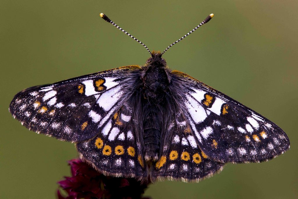 Euphydryas cynthia, Nymphalidae